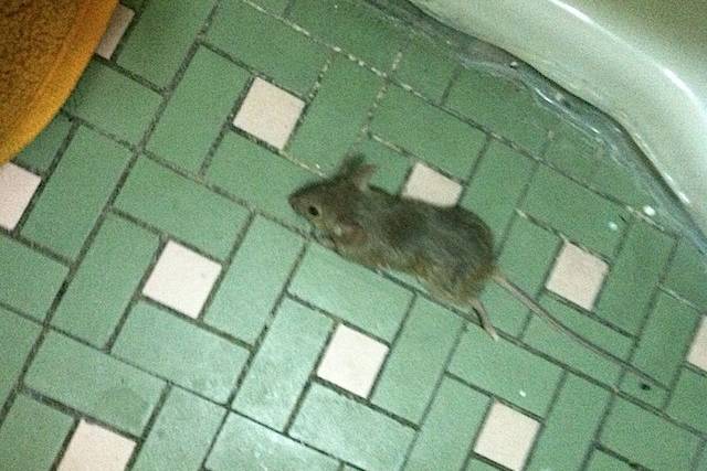 A rat in the bathroom of a Bronx shelter for homeless families